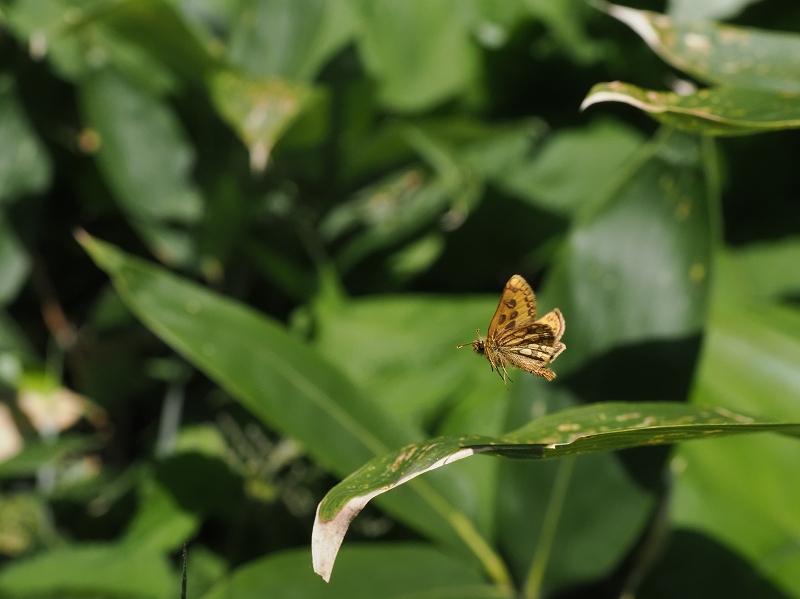 北海道 カラフトタカネキマダラセセリ